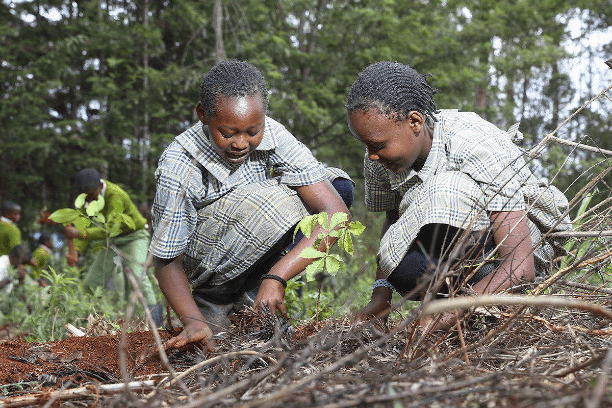 Reforestation 10 Amazing benefits of planting trees